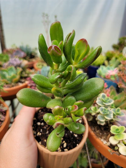 Crassula Ovata E.T. Finger