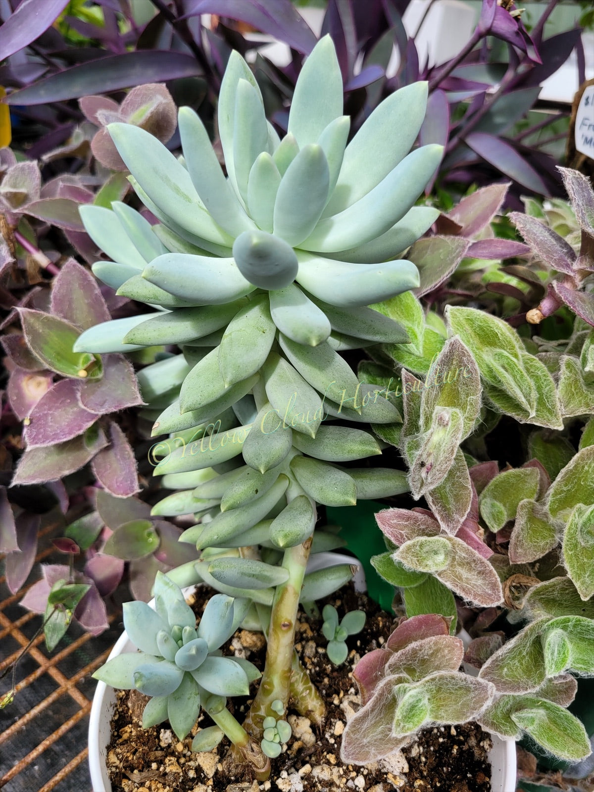 Pachyphytum ‘Moon Silver’