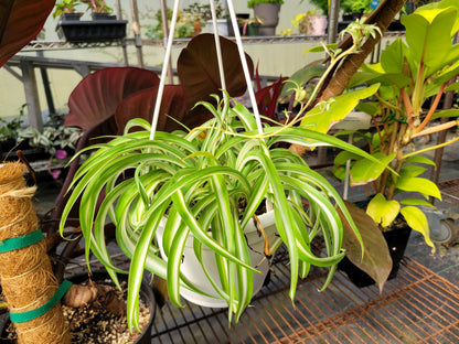 Chlorophytum Comosum ‘Bonnie’ (Curly Spider Plant)