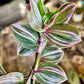 Tradescantia Continental ‘Mini Pink’