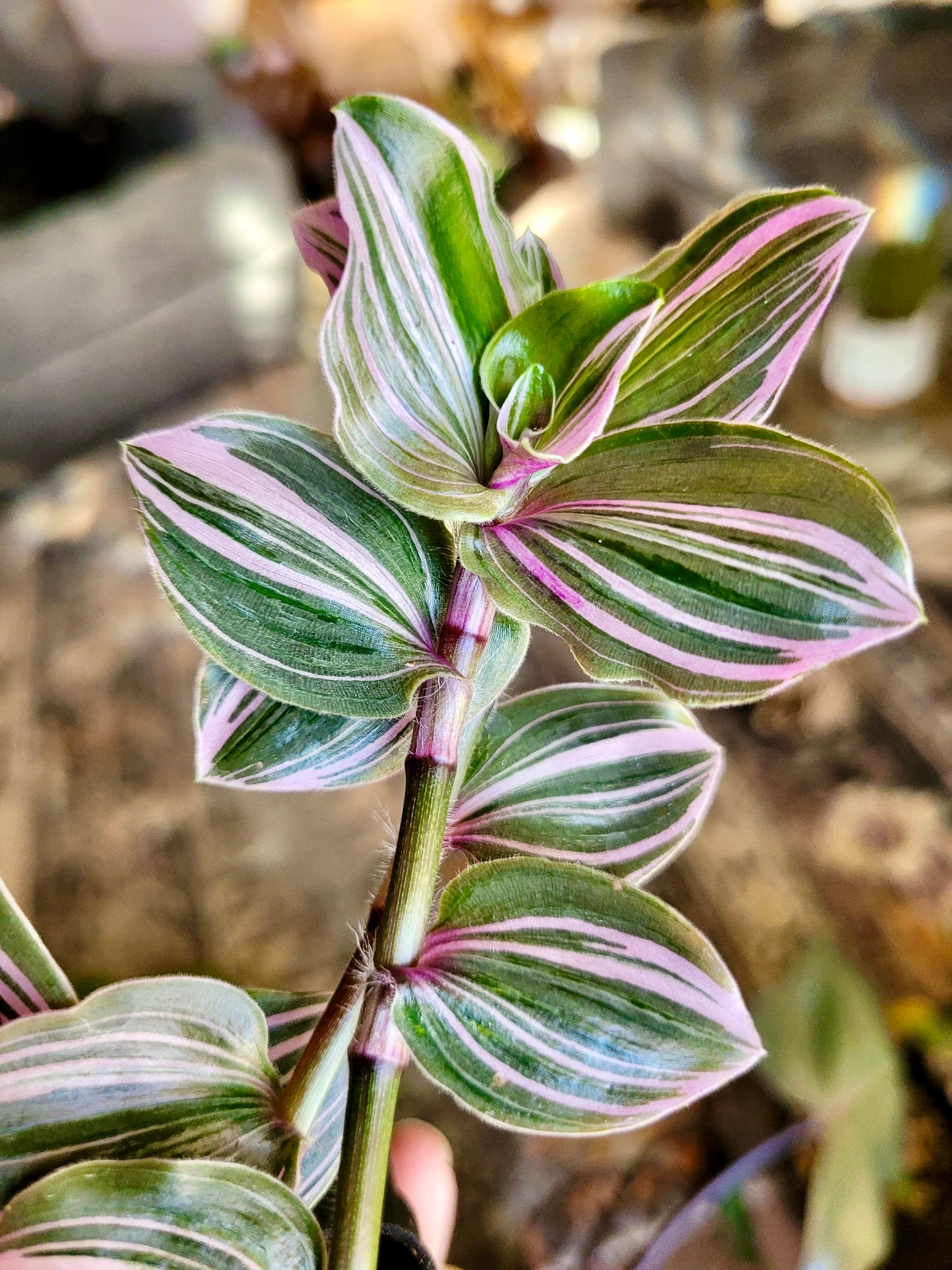 Tradescantia Continental ‘Mini Pink’