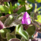 Tradescantia Sillamontana