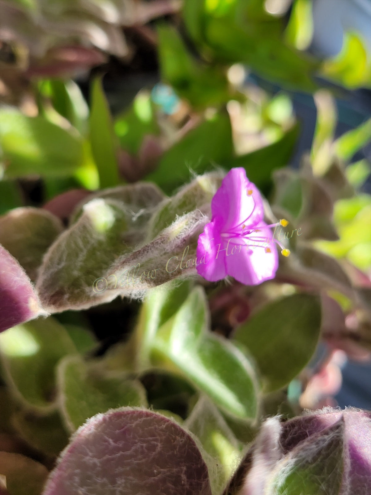 Tradescantia Sillamontana