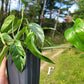 Epipremnum pinnatum ‘Albo-Variegata’