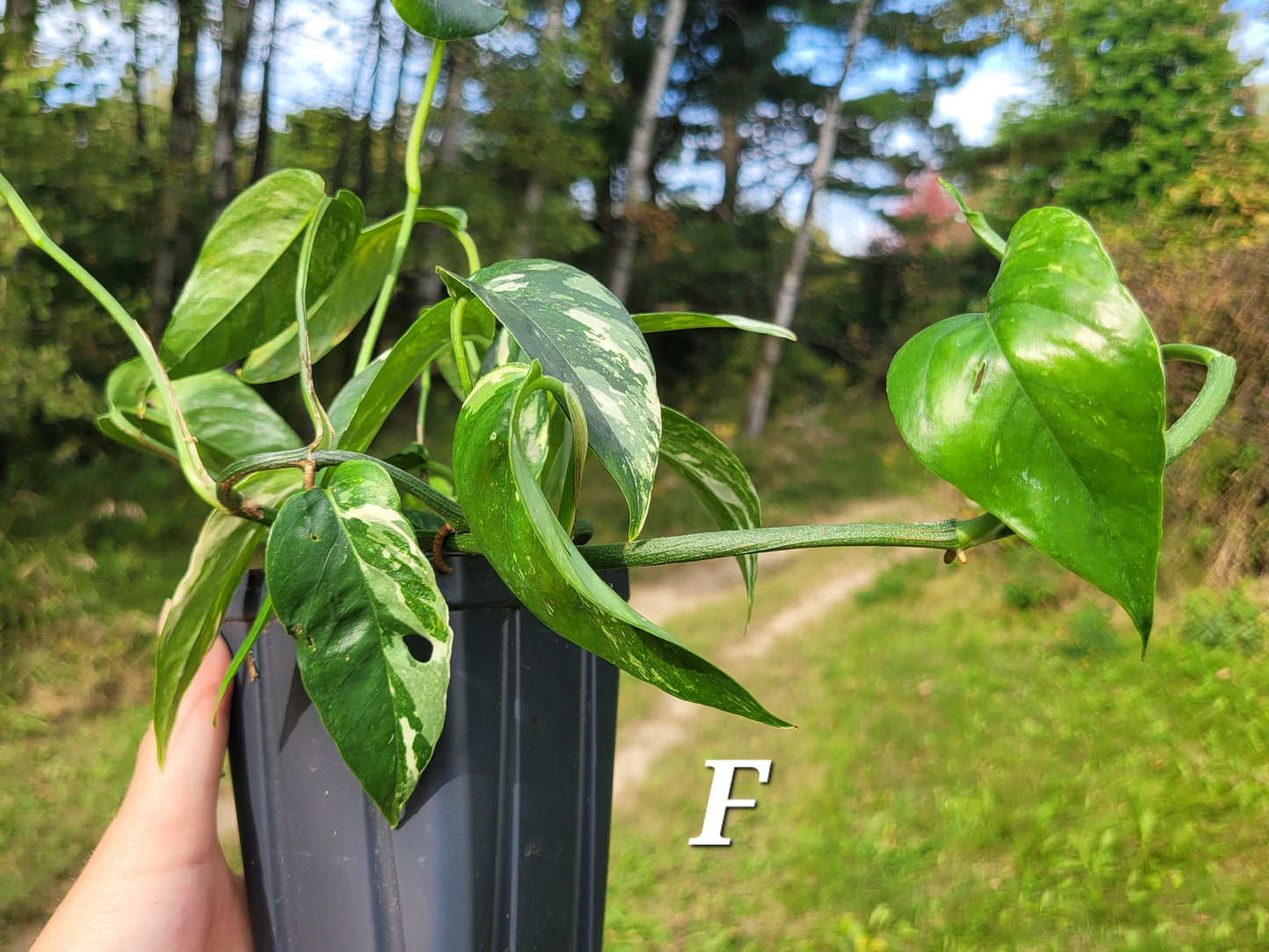 Epipremnum pinnatum ‘Albo-Variegata’