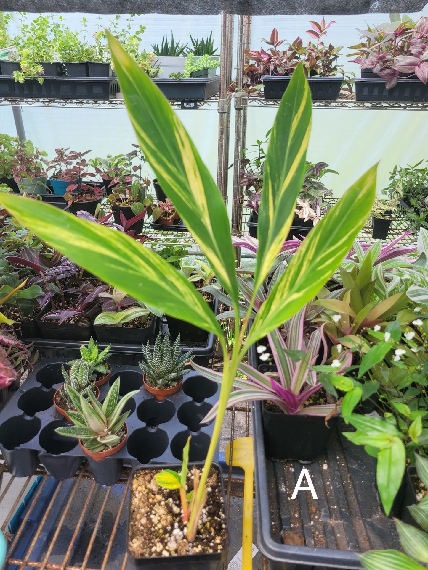 Alpinia zerumbet 'Variegata' (Variegated Shell Ginger)