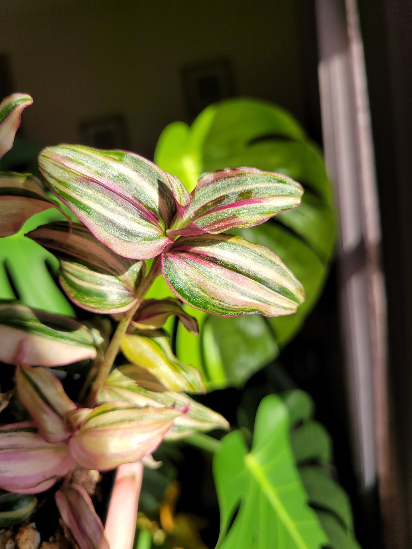 Tradescantia Zebrina ‘HappiLee’ (“Danny Lee”)