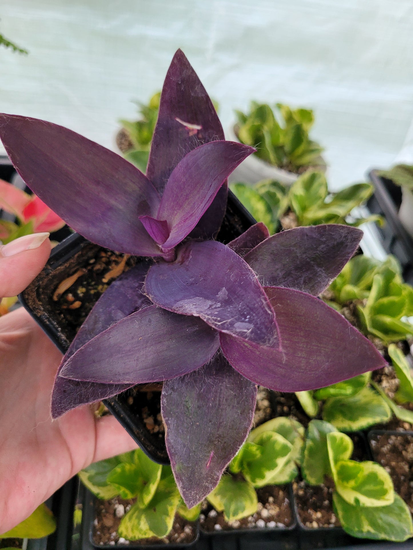 Tradescantia pallida ‘Purple Pixie’