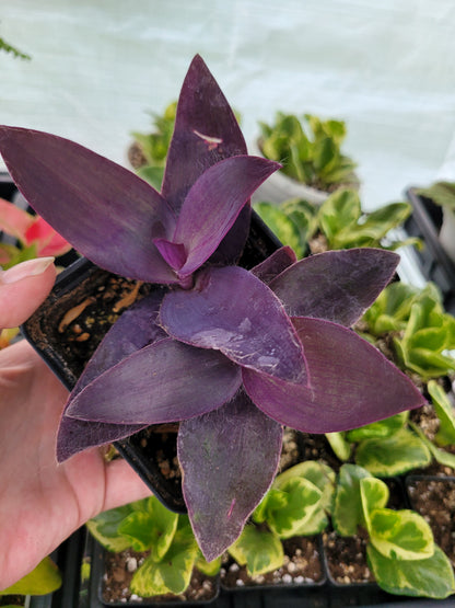 Tradescantia pallida ‘Purple Pixie’