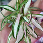 Chlorophytum ‘Variegata’ (“Variegated Spider Plant”)