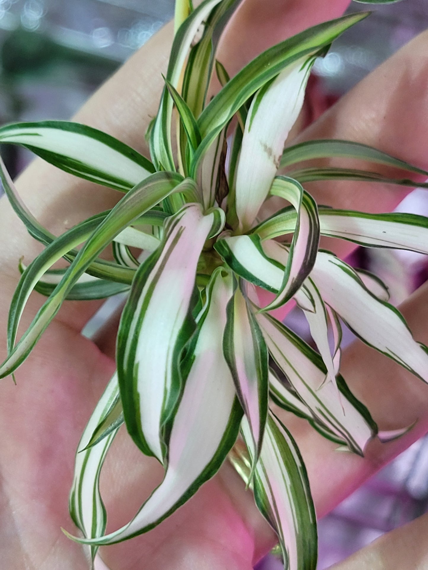 Chlorophytum ‘Variegata’ (“Variegated Spider Plant”)