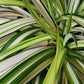 Chlorophytum ‘Variegata’ (“Variegated Spider Plant”)