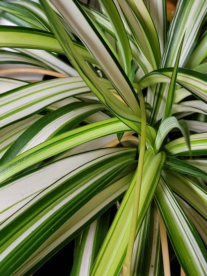 Chlorophytum comosum ‘Variegata’ (“Variegated Spider Plant”)