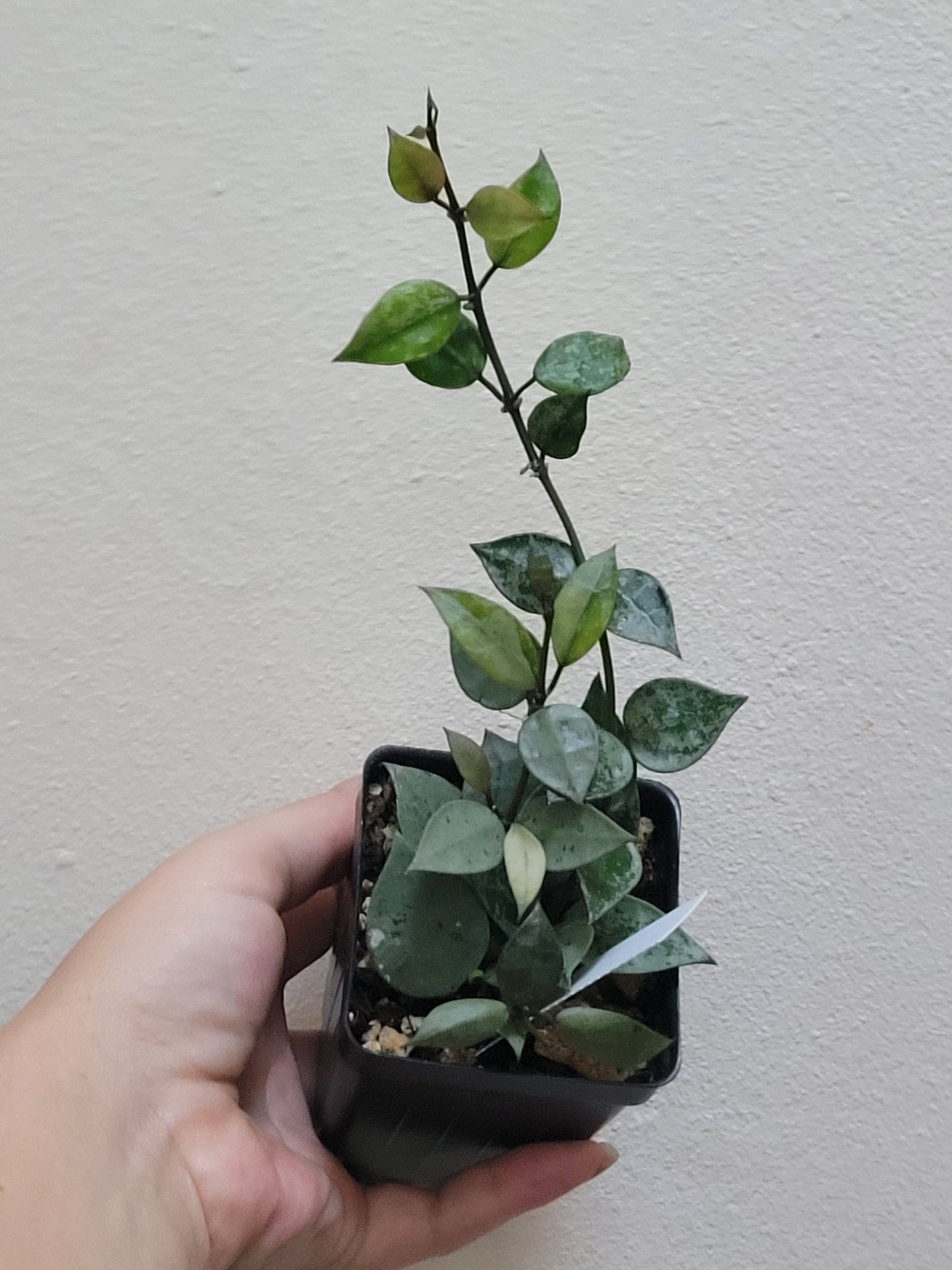 Hoya krohniana ‘Super Silver’