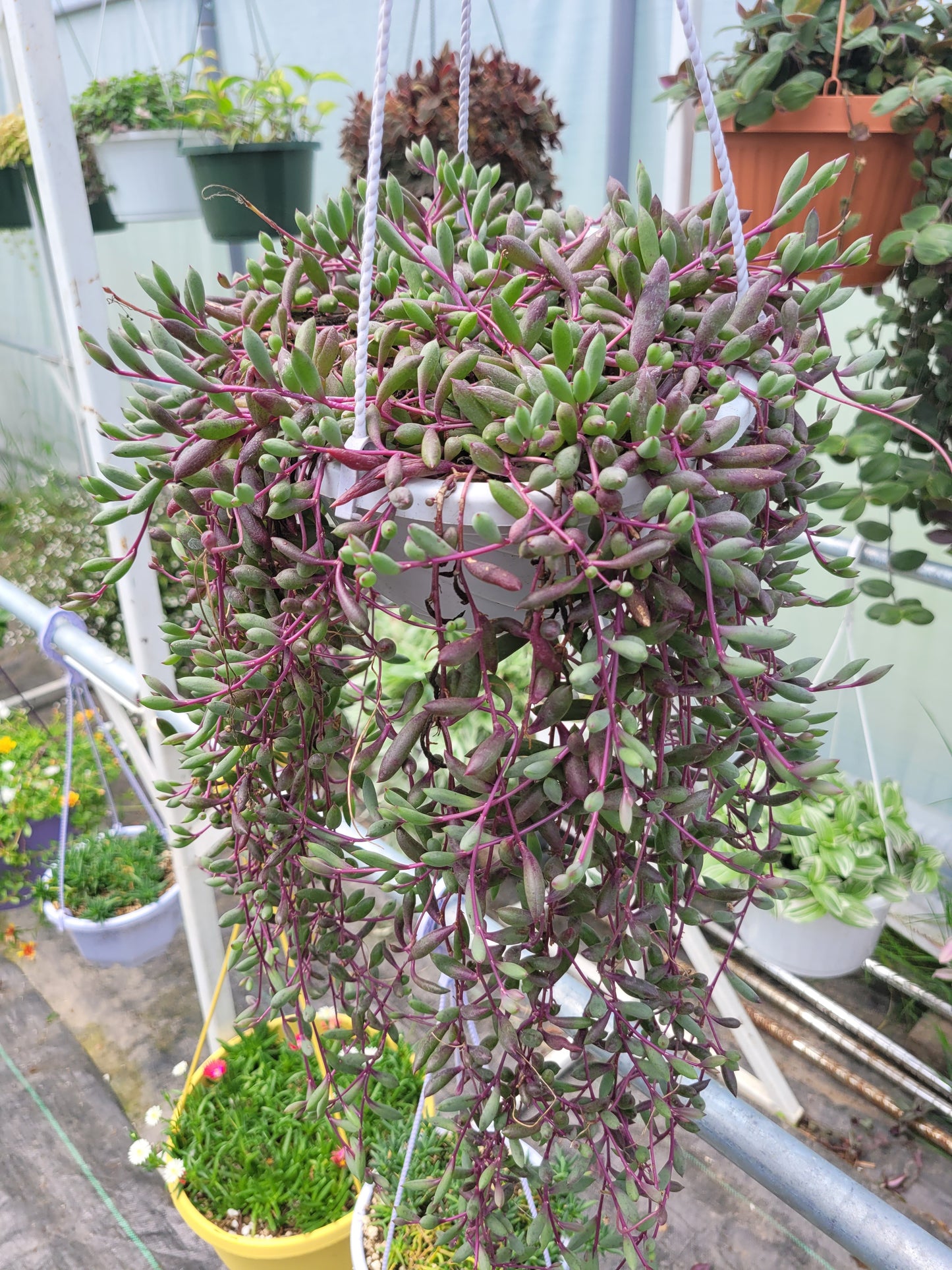 Othonna Capensis ‘Ruby Necklace’