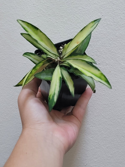 Hoya Wayetii ‘Tricolor’