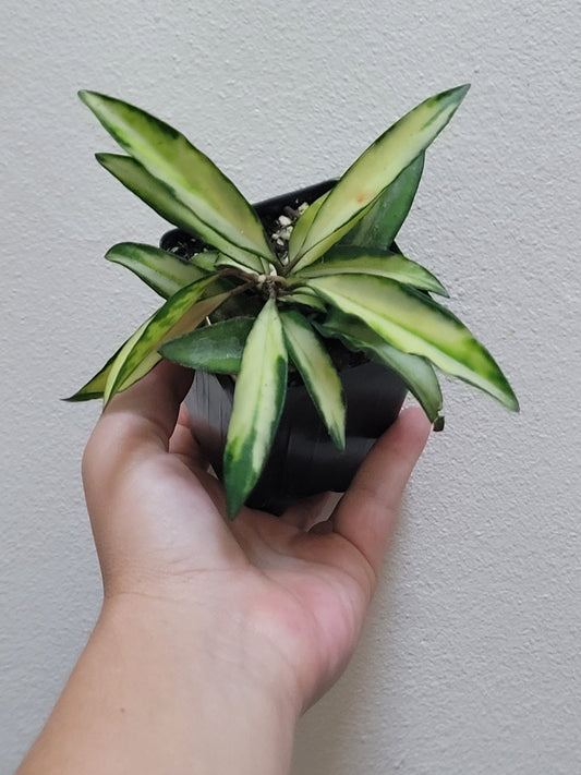 Hoya Wayetii ‘Tricolor’