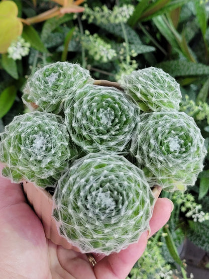 Sempervivum arachnoideum “Cobweb Hen & Chicks”