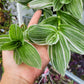 Tradescantia Continental ‘TPIWH01-0’ (“Pistachio White”)