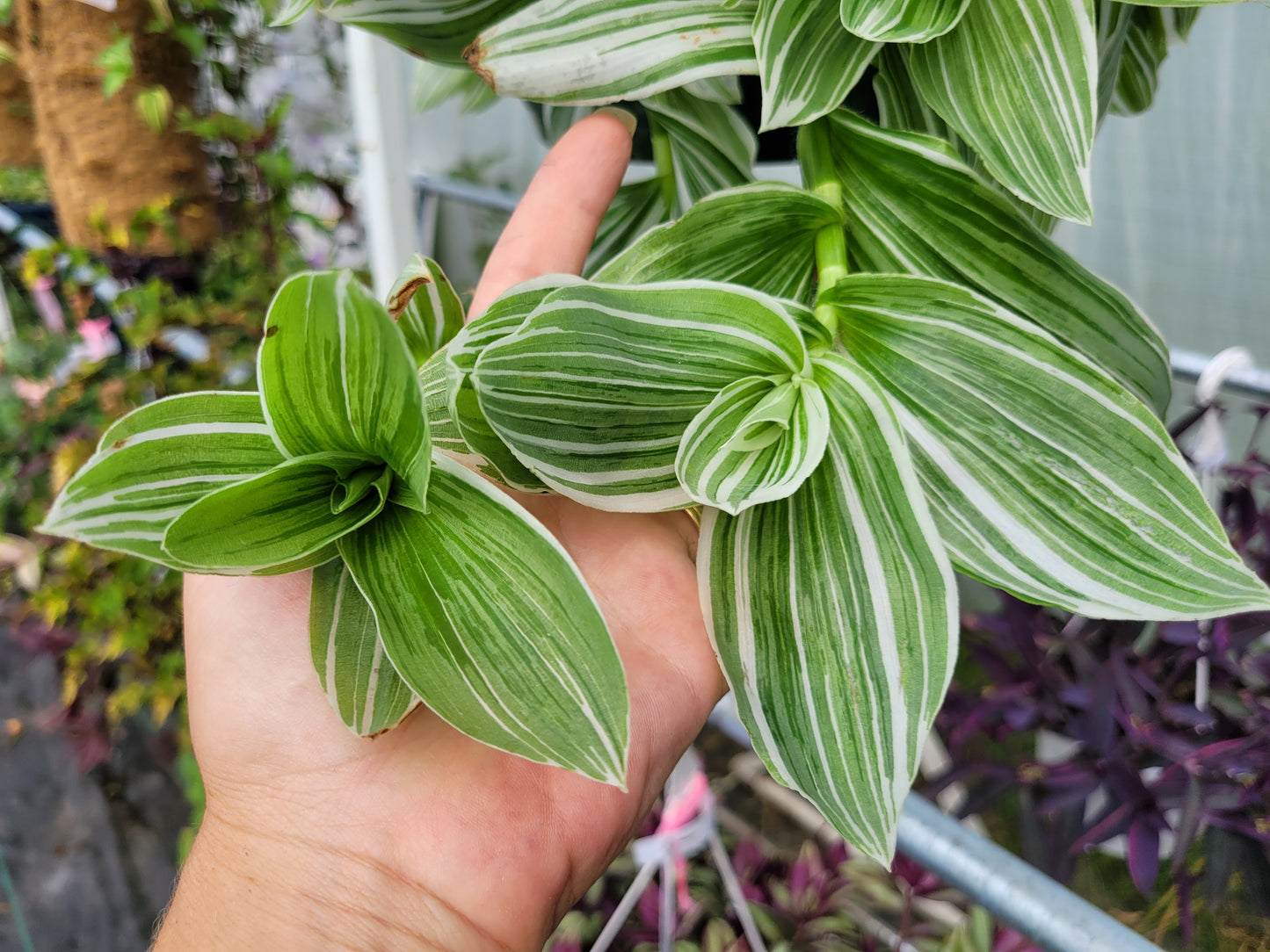 Tradescantia Continental ‘TPIWH01-0’ (“Pistachio White”)