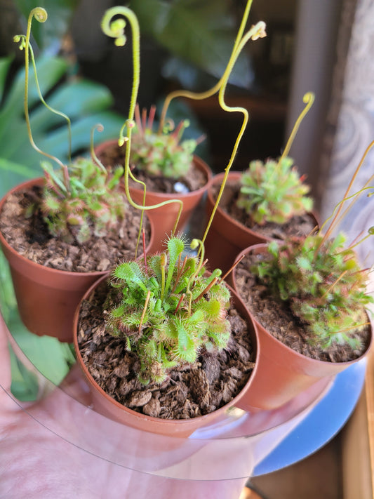 Drosera spathulata ‘Sundew’ (Carnivorous)