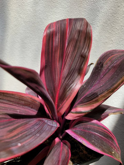 Cordyline fruticosa 'Electra'