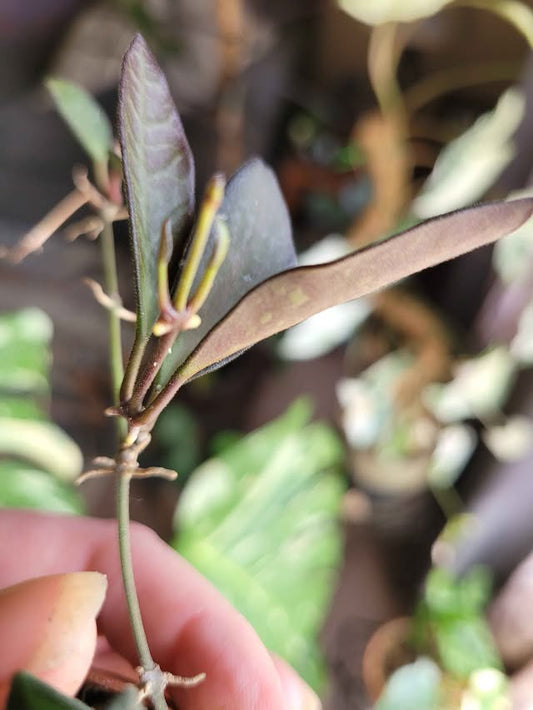 Hoya cv. Rosita