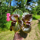 Begonia x semperflorens-cultorum ‘Double Lady Francis Pink’ (Wax Begonia)