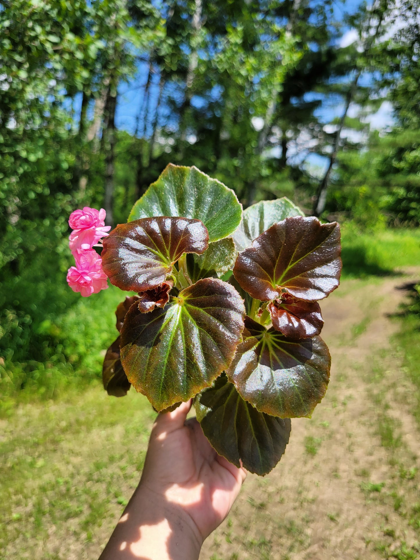 Begonia x semperflorens-cultorum ‘Double Lady Francis Pink’ (Wax Begonia)