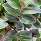 Tradescantia Continental ‘Sweet Tabby’