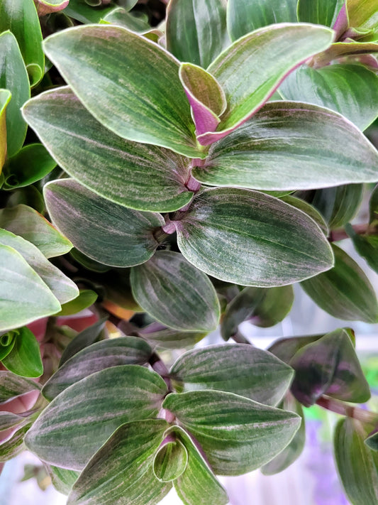 Tradescantia Continental ‘Sweet Tabby’