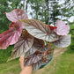 Angel Wing Begonia ‘Miss Mummy’