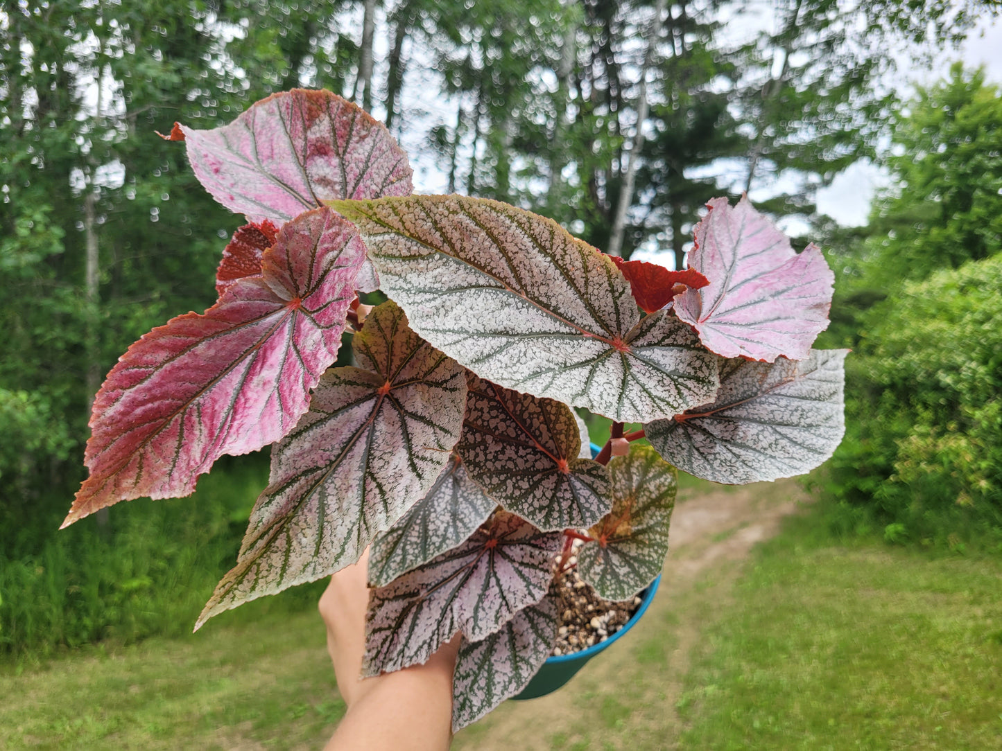 Angel Wing Begonia ‘Miss Mummy’