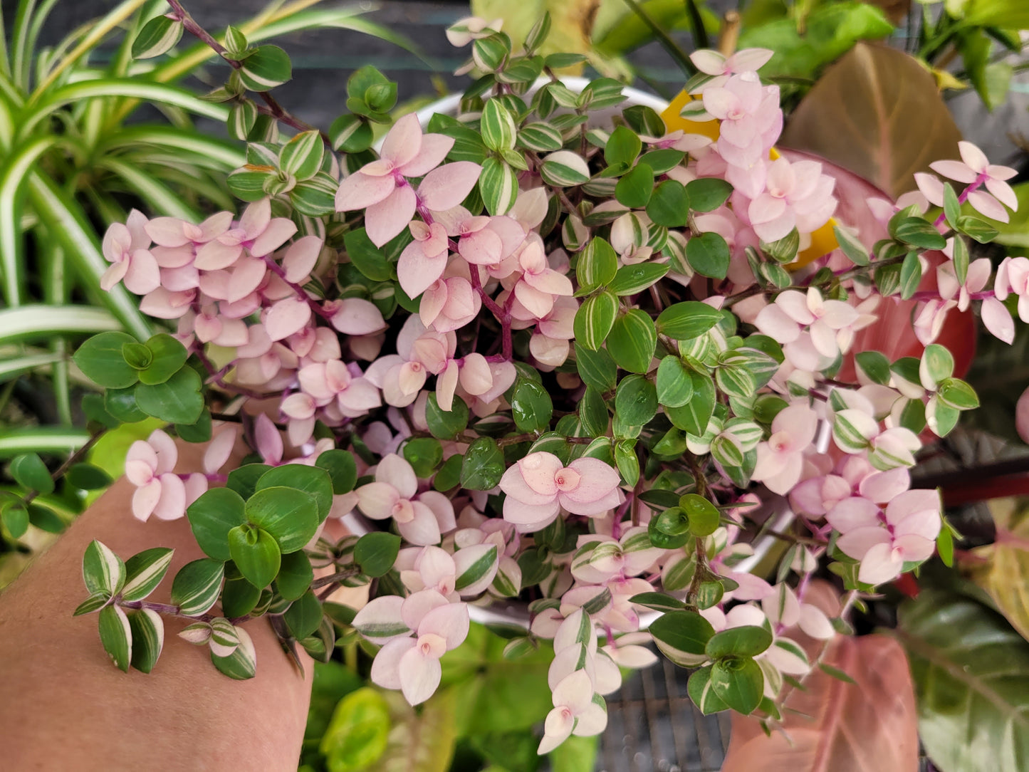 Callisia Repens ‘Bianca’