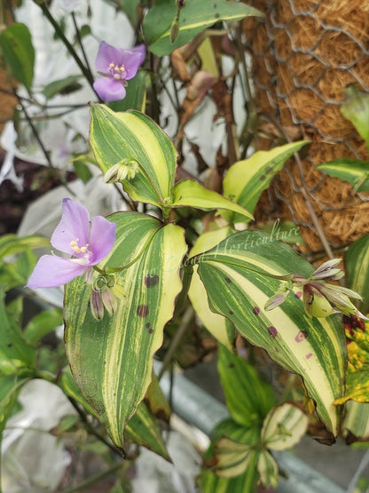 Tinantia Pringlei Variegata Seeds