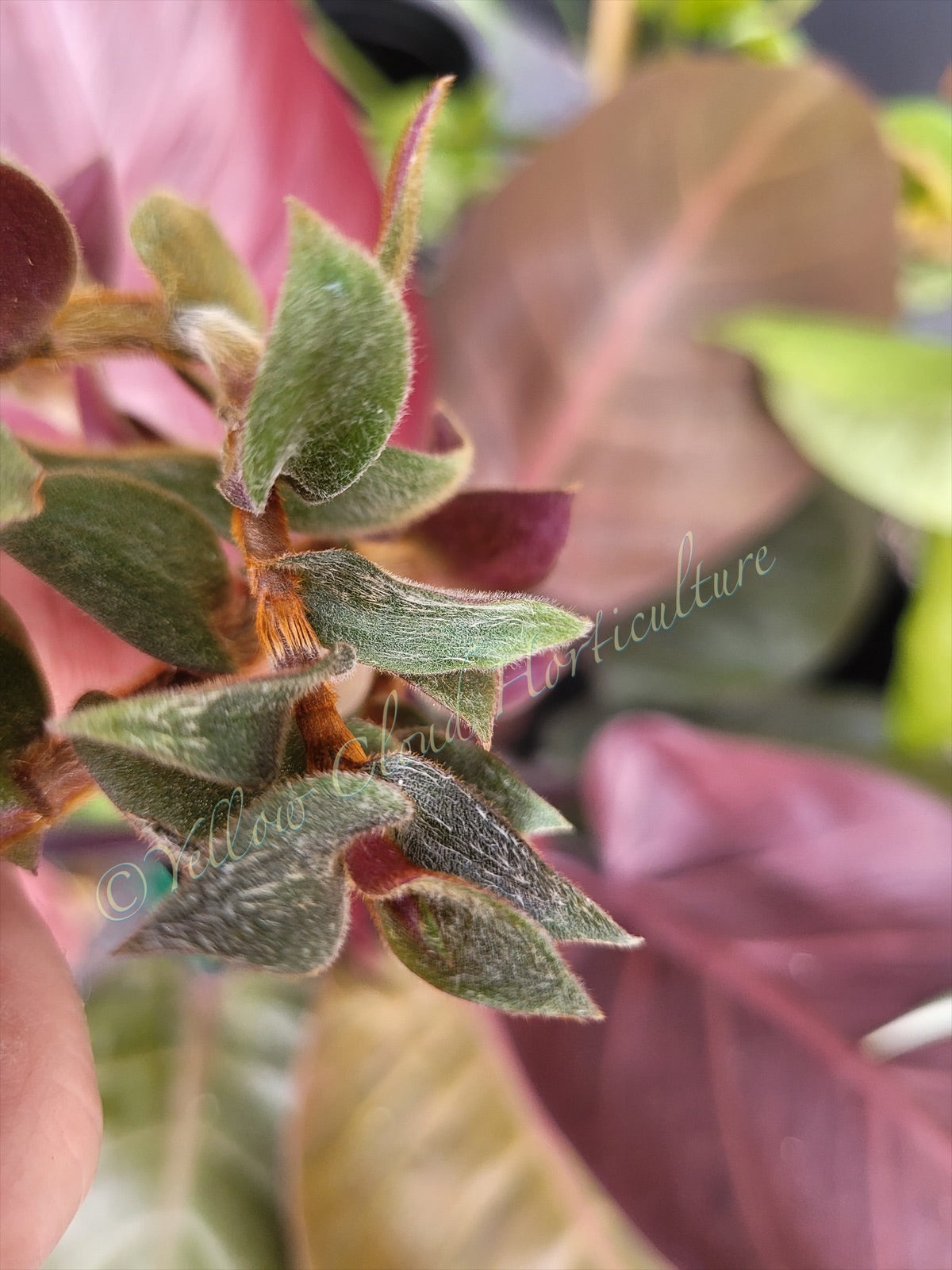 Cyanotis Boddomei (“Teddy Bear Vine”)