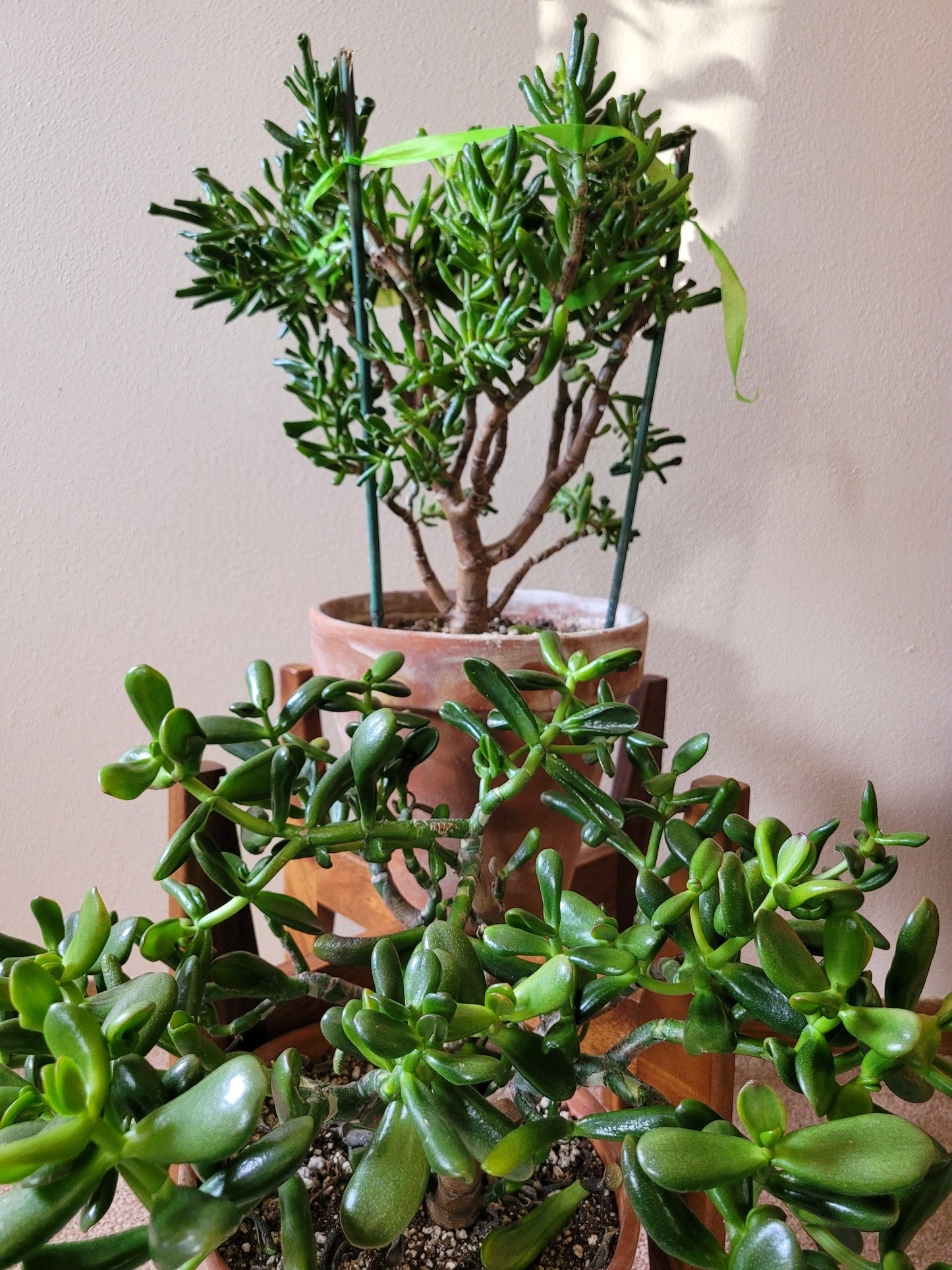 Crassula Ovata E.T. Finger