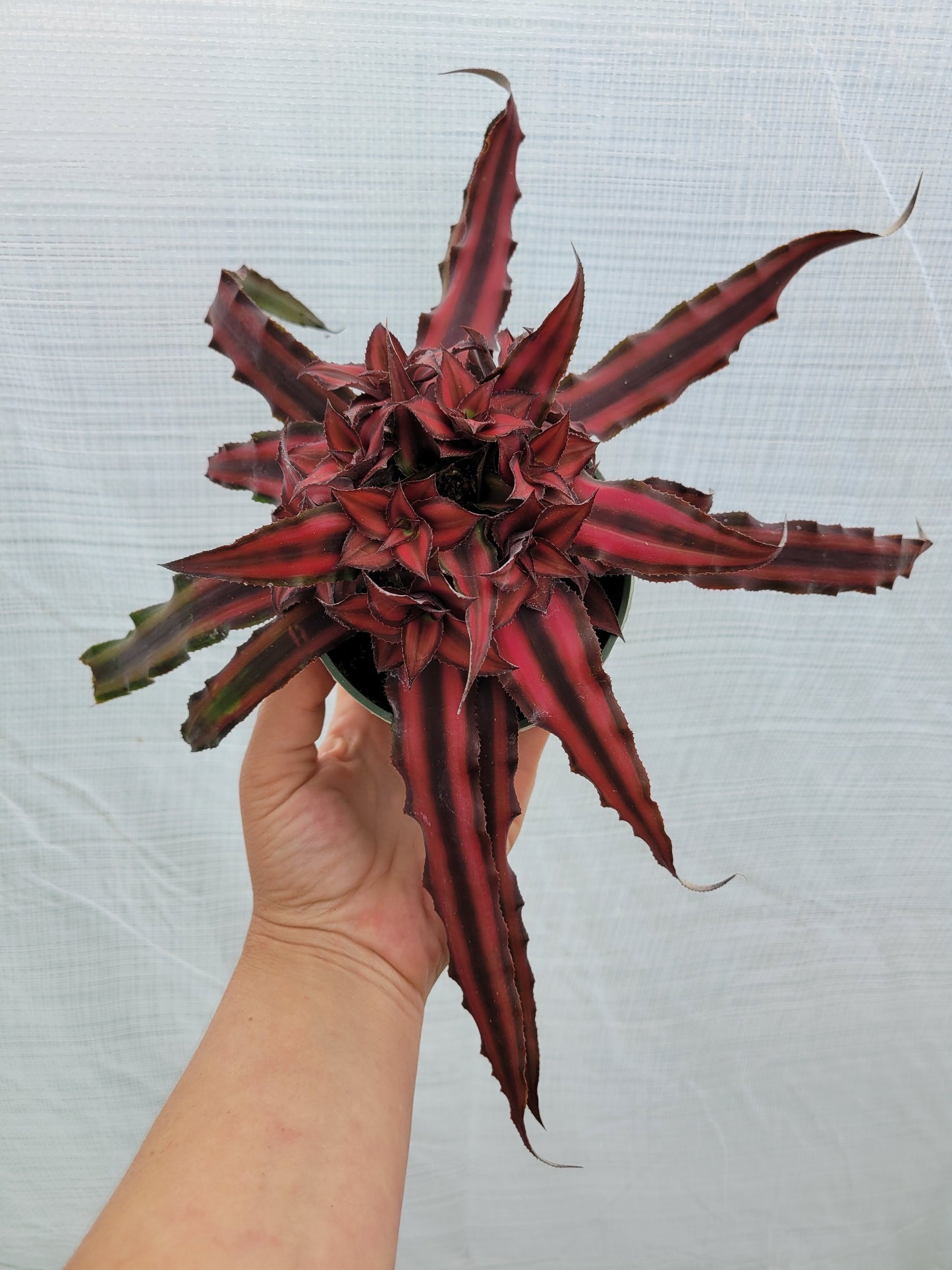 Cryptanthus bivittatus (Earth Star Bromeliad)