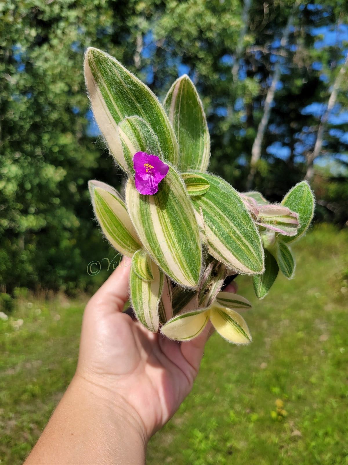 Tradescantia Sillamontana ‘Gold Stripes’ (“Variegated”)