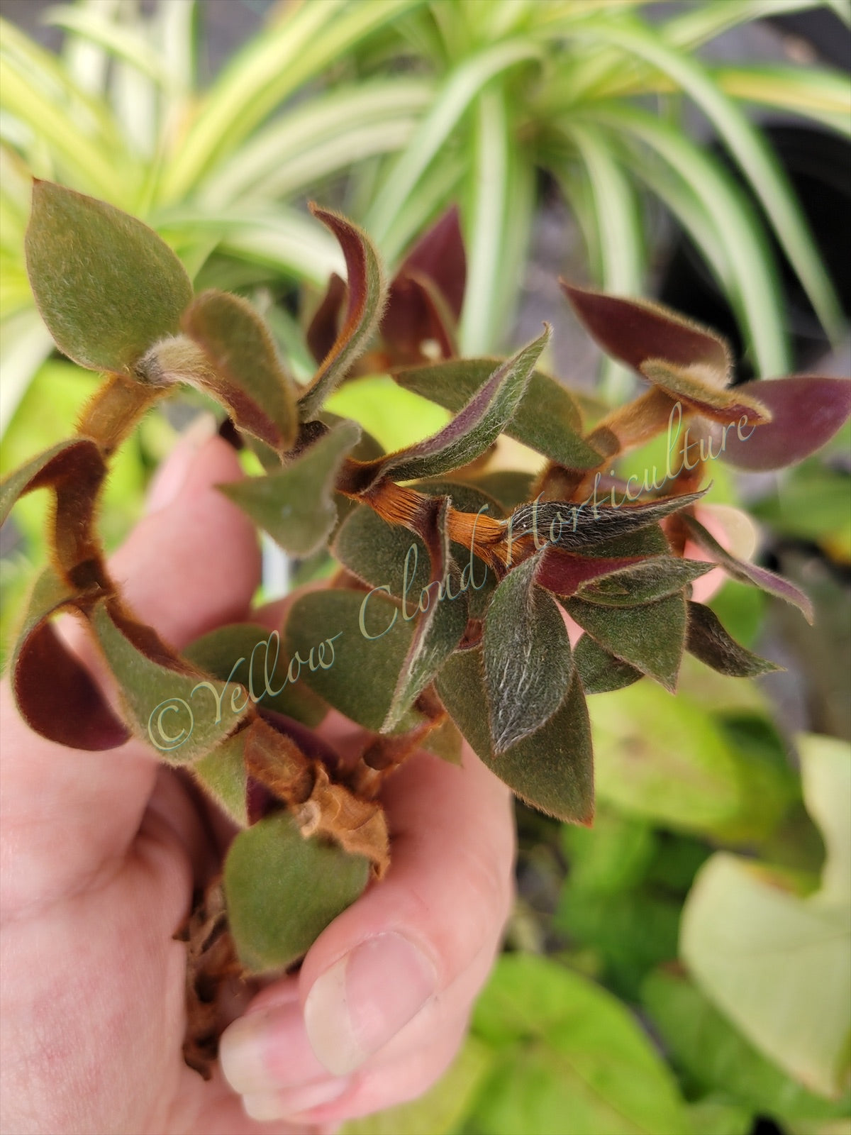 Cyanotis Boddomei (“Teddy Bear Vine”)