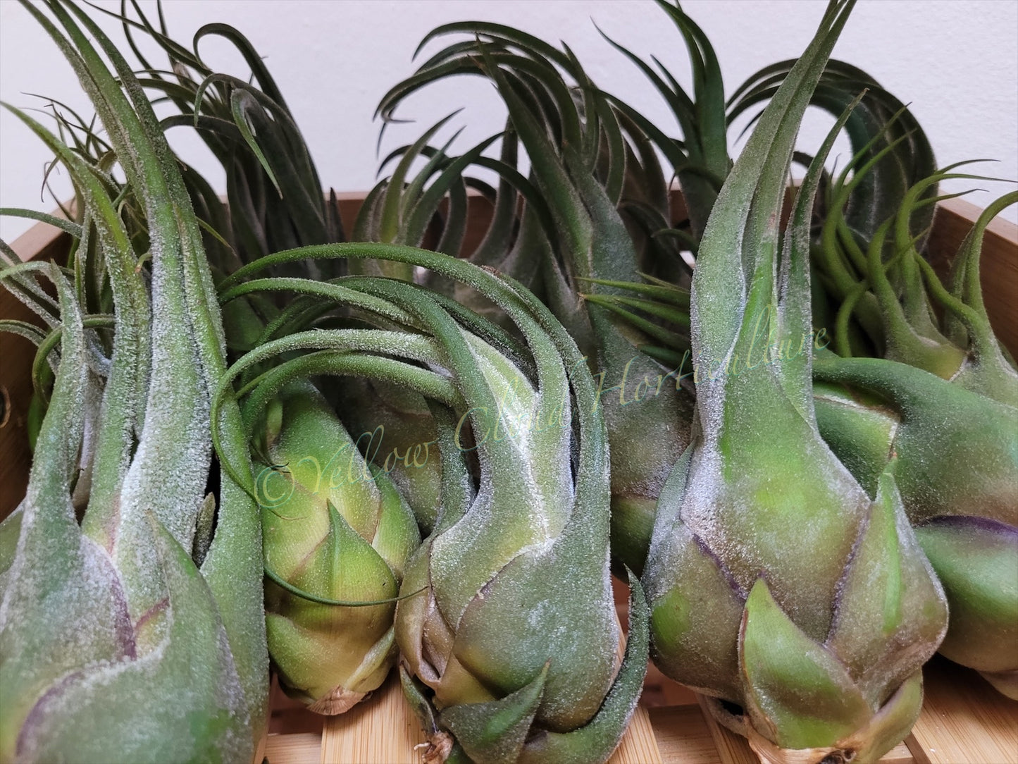 Large Air Plant