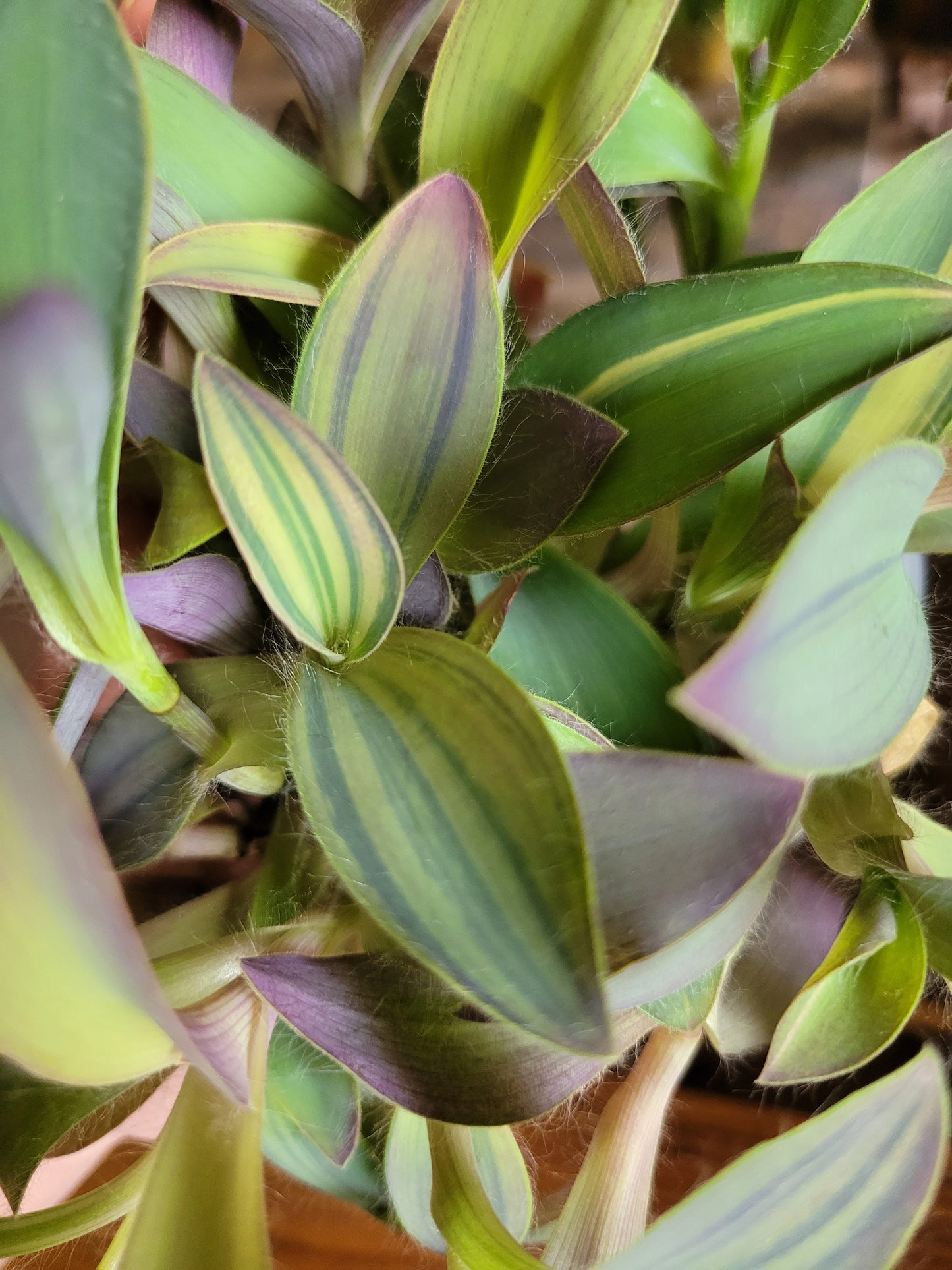 Tradescantia pallida ‘Marley’