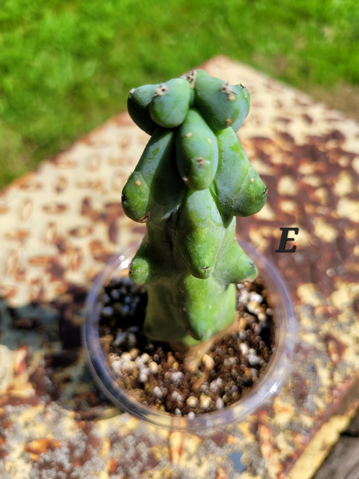 Myrtillocactus geometrizans ‘Fukurokuryuzinboku’ (Boobie Cactus)