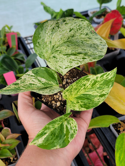 Epipremnum aureum ‘Marble Queen’ Pothos