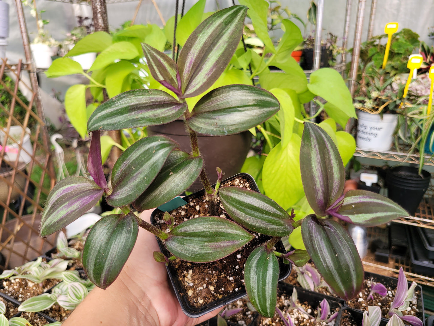 Tradescantia Zebrina ‘Evanesce’