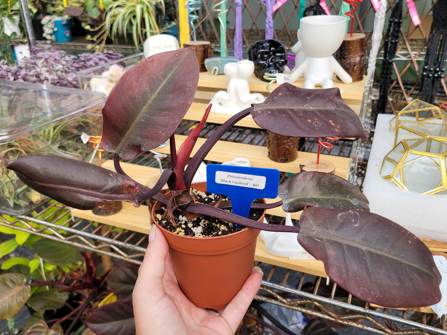 Philodendron ‘Black Cardinal’