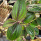 Tradescantia Zebrina var. Mollipila “Purple Plush”