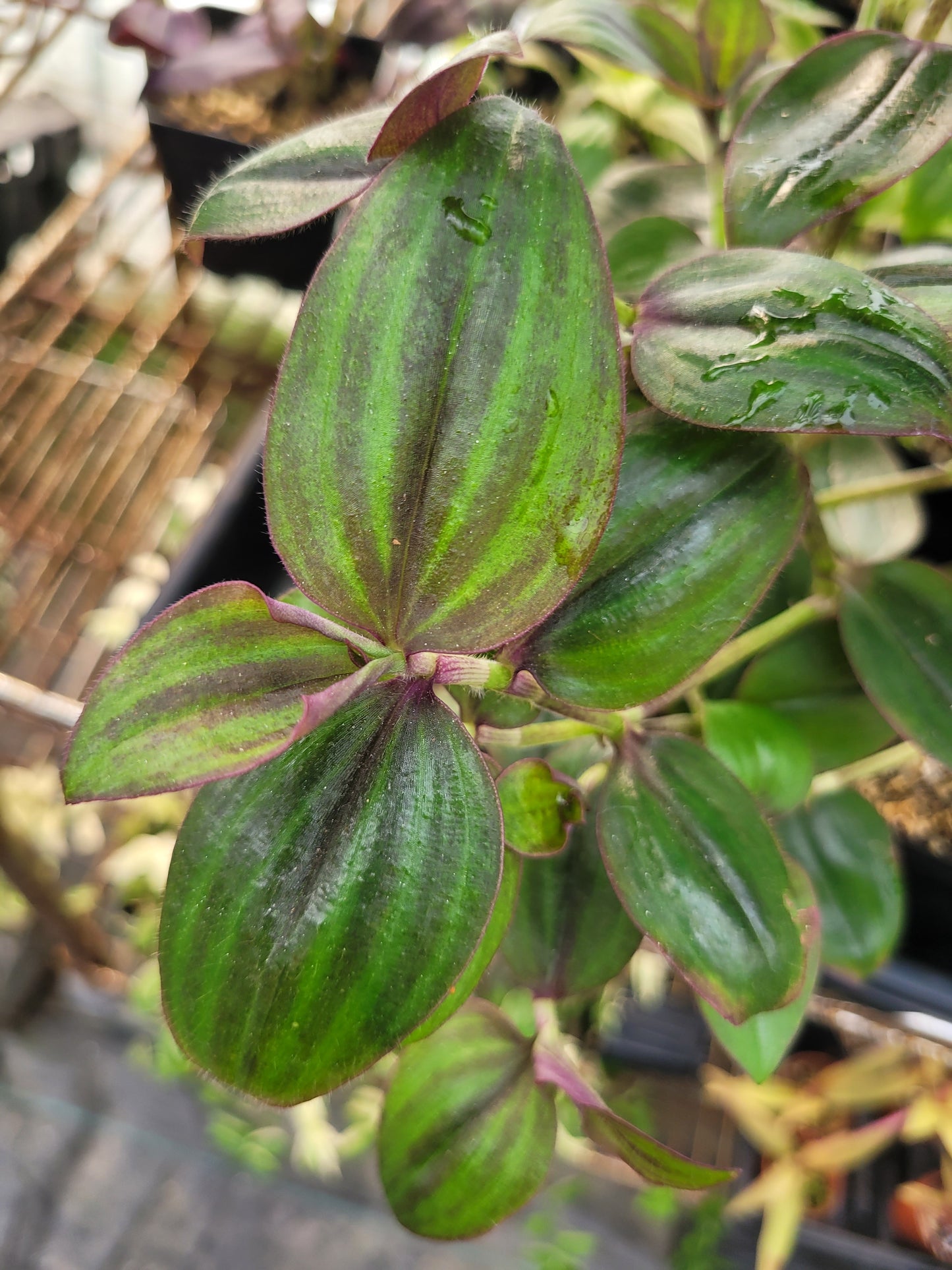 Tradescantia Zebrina var. Mollipila “Purple Plush”