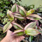 Tradescantia Zebrina Discolor-Multicolor