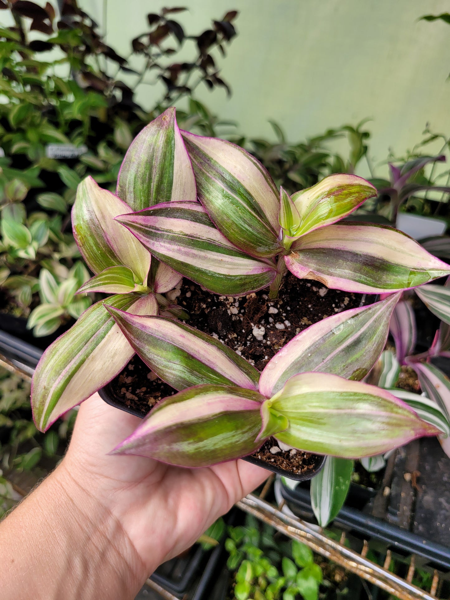 Tradescantia Zebrina Discolor-Multicolor